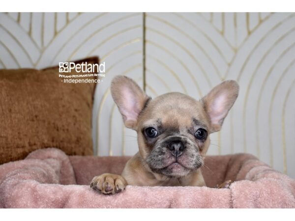 [#5915] Blue Fawn Male French Bulldog Puppies For Sale