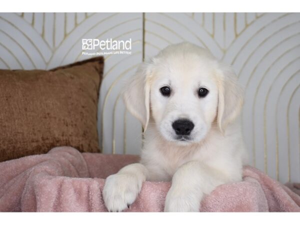 [#994] Light Golden Male Golden Retriever Puppies For Sale