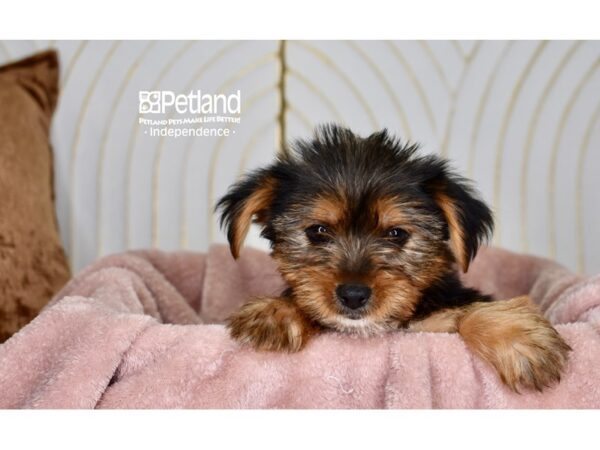[#5924] Black & Tan Female Yorkie Poo Puppies For Sale