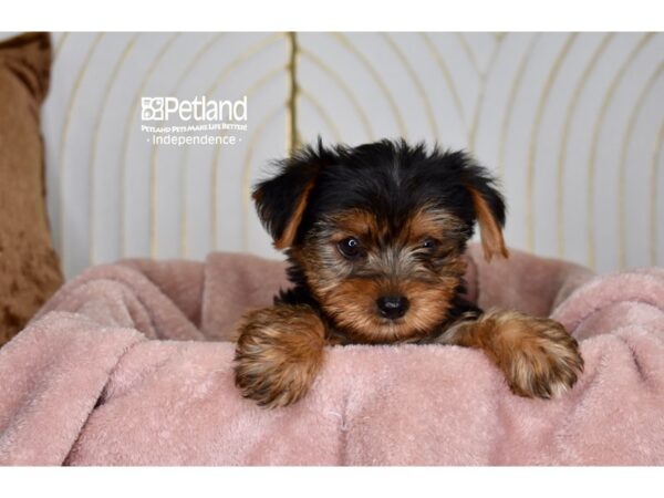 [#5923] Black & Tan Male Yorkie Poo Puppies For Sale