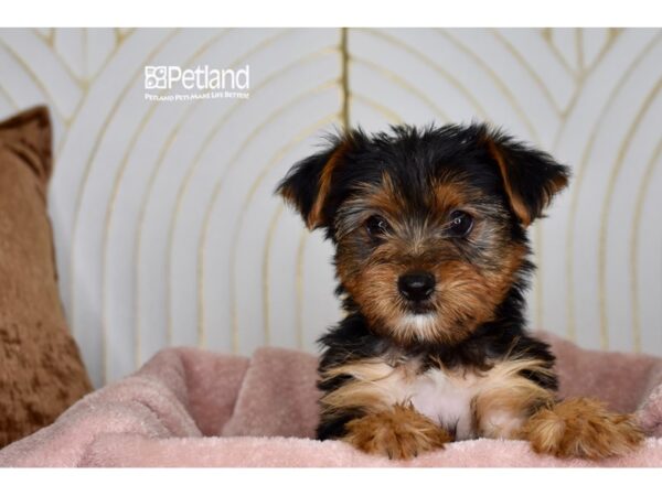 [#999] Black & Tan Female Yorkie Poo Puppies For Sale