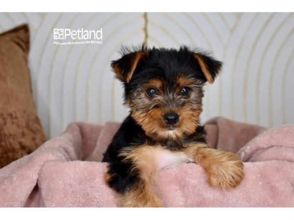 [#1000] Black & Tan Female Yorkie Poo Puppies For Sale