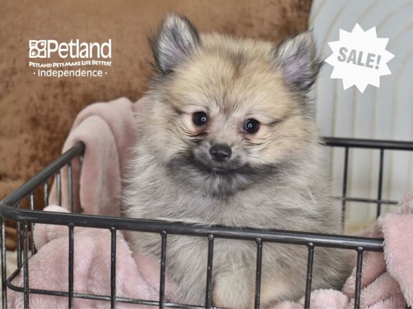 [#5829] Sable Male Pomeranian Puppies For Sale