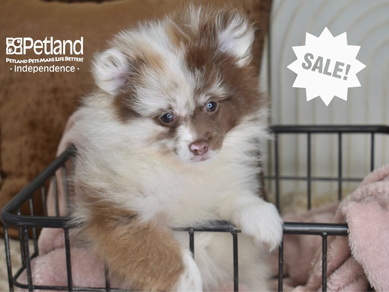 Pomeranian - 5830 Image #1