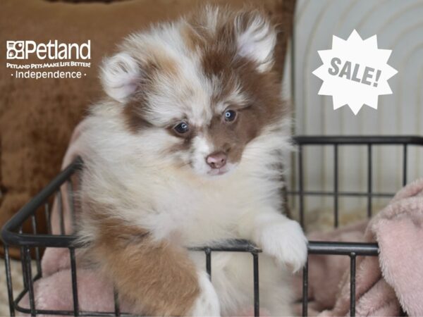 [#5830] Chocolate Merle Male Pomeranian Puppies For Sale