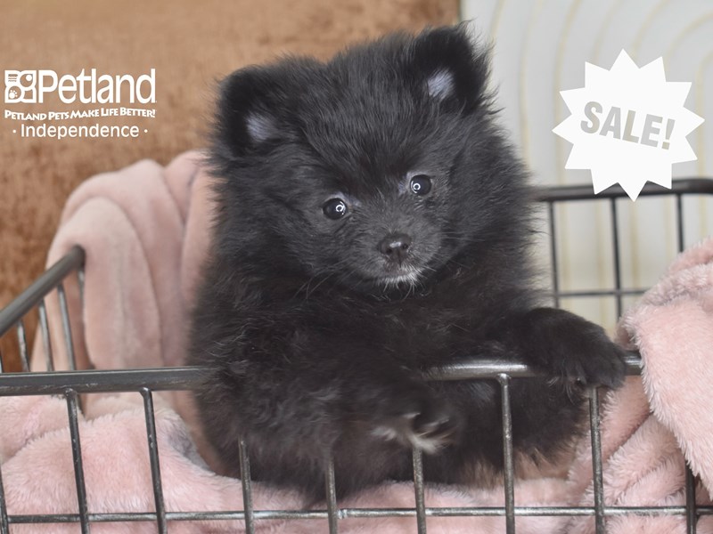 Pomeranian - 5831 Image #1