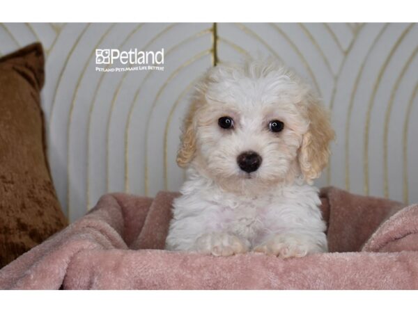[#1003] Apricot & White Male Bichon Poo Puppies For Sale