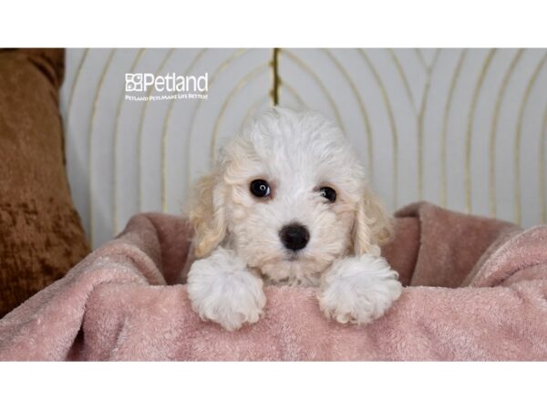 [#1001] Apricot & White Male Bichon Poo Puppies For Sale