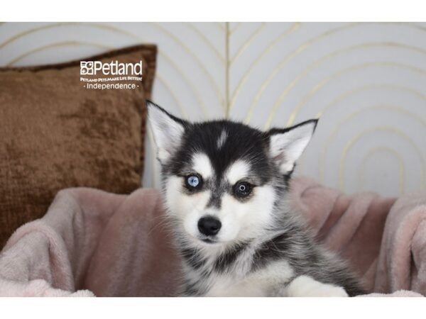 [#5920] Black & White Female Alaskan Klee Kai Puppies For Sale