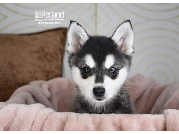 [#5919] Black & White Female Alaskan Klee Kai Puppies For Sale