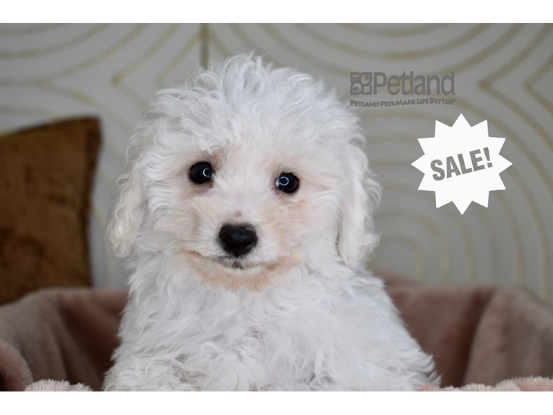 Bichon Frise - 950 Image #1