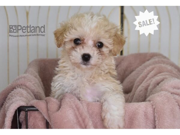 [#925] Female Maltipoo Puppies For Sale