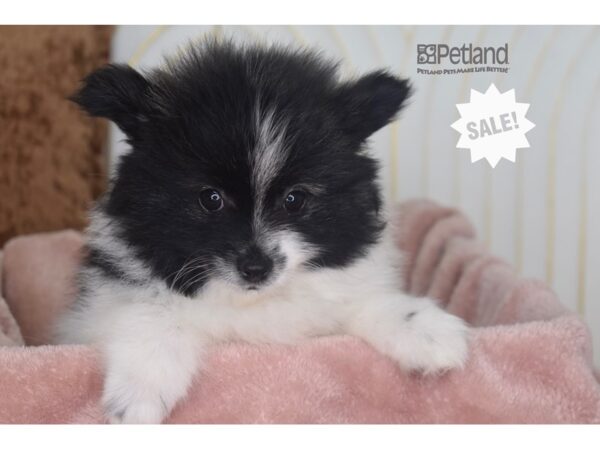 [#947] Black & White Male Pomeranian Puppies For Sale
