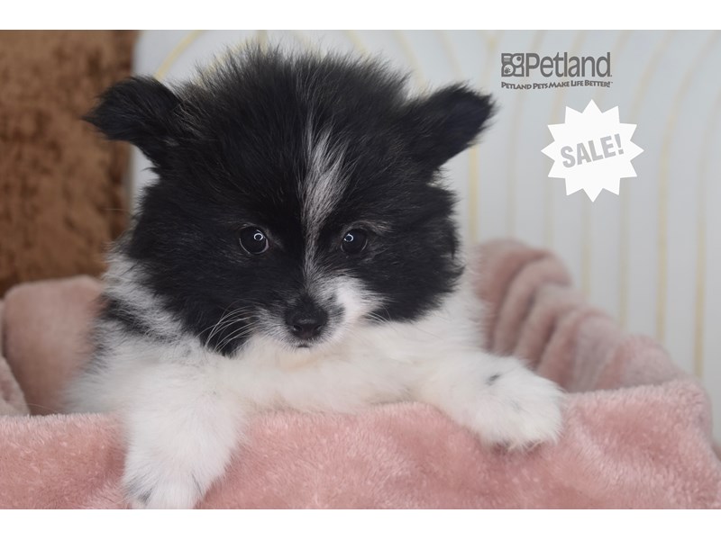 Pomeranian - 947 Image #1