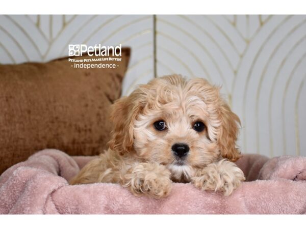 [#5925] Apricot Female Cavapoo Puppies For Sale