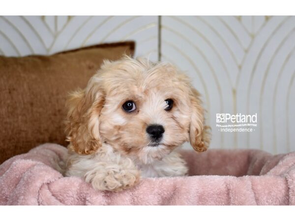 [#5926] Apricot Female Cavapoo Puppies For Sale