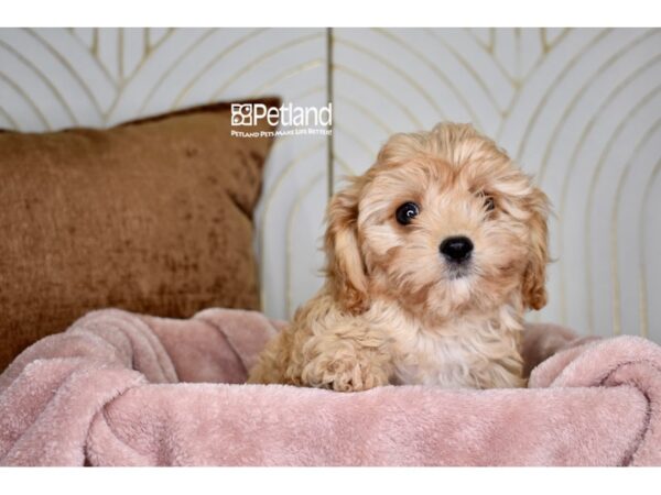 [#1009] Apricot Female Cavapoo Puppies For Sale