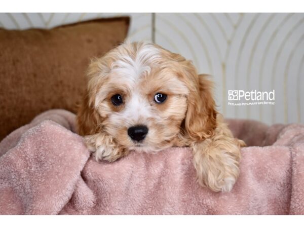 [#1008] Apricot Female Cavapoo Puppies For Sale