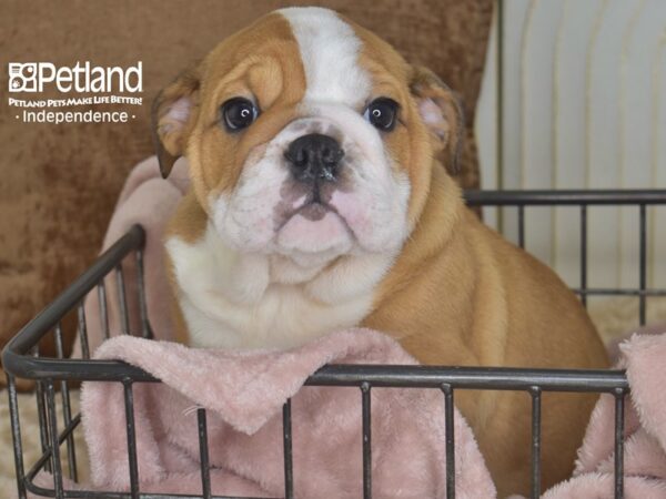 [#5832] Red & White Male English Bulldog Puppies For Sale