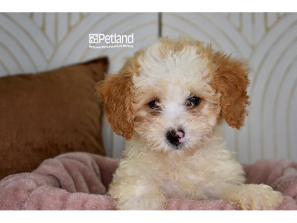 [#961] Apricot Female Miniature Bernedoodle 2nd Gen Puppies For Sale