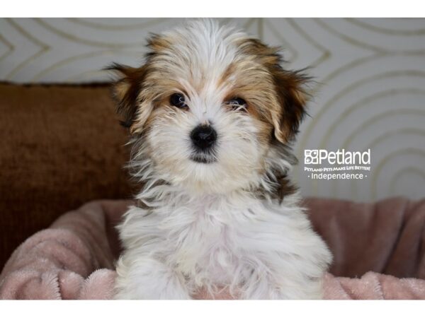 [#5868] Brown & White Male Morkie Puppies For Sale