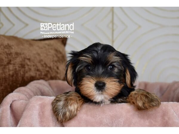 [#5878] Black & Tan Female Yorkshire Terrier Puppies For Sale