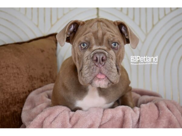 [#5918] Lilac Fawn Female English Bulldog Puppies For Sale