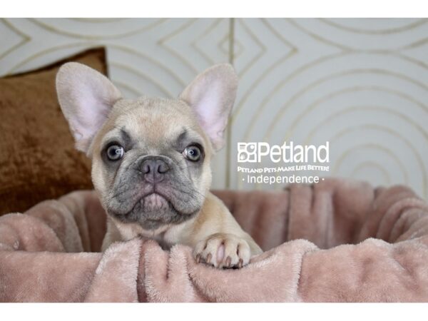 [#5888] Lilac Fawn Female French Bulldog Puppies For Sale