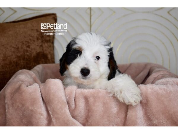 [#5900] Black & White Male Miniature Bernedoodle 2nd Gen Puppies For Sale