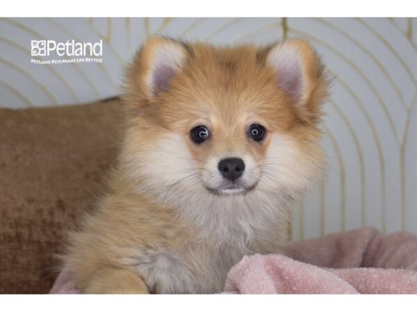[#982] Sable Female Pomeranian Puppies For Sale