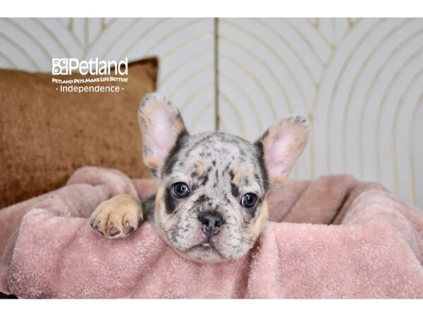[#5913] Merle Male French Bulldog Puppies For Sale
