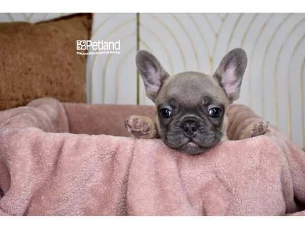 [#996] Blue Fawn Male French Bulldog Puppies For Sale
