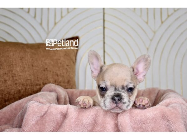 [#995] Fawn Merle Female French Bulldog Puppies For Sale