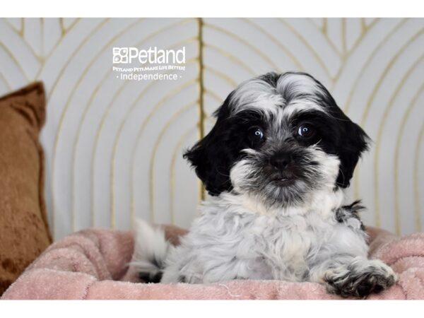 [#5922] Black & White Female Shih Poo Puppies For Sale