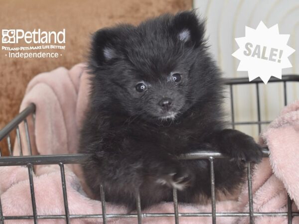 [#5831] Black Female Pomeranian Puppies For Sale