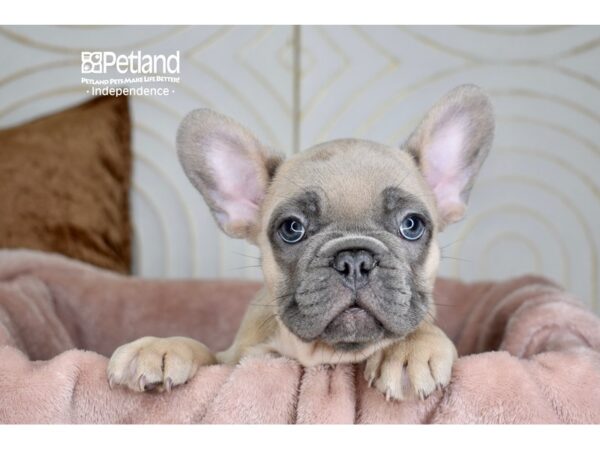 [#5914] Blue Fawn Male French Bulldog Puppies For Sale