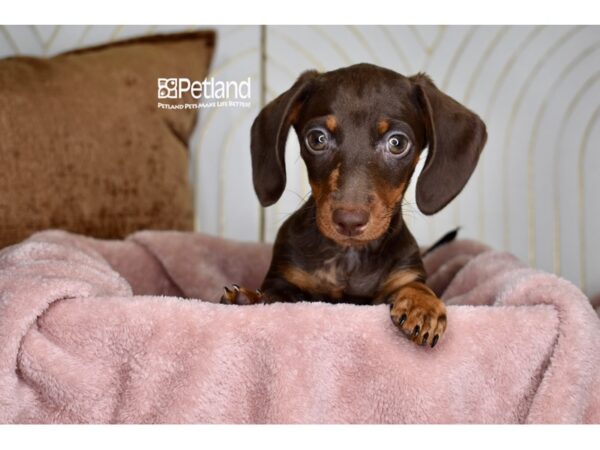 [#1005] Chocolate & Tan Female Dachshund Puppies For Sale