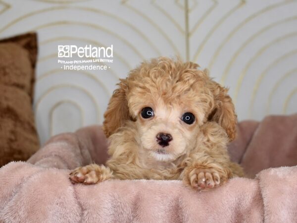 [#5979] Apricot Female Poodle Puppies For Sale