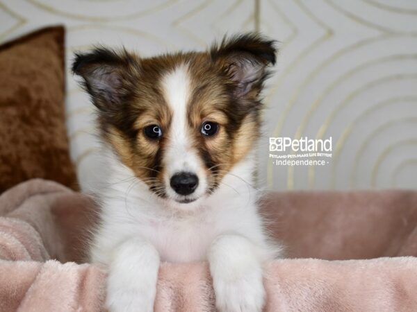 [#5955] Sable & White Female Shetland Sheepdog Puppies For Sale