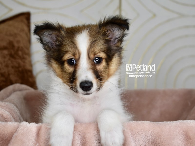 Shetland Sheepdog - 5955 Image #1