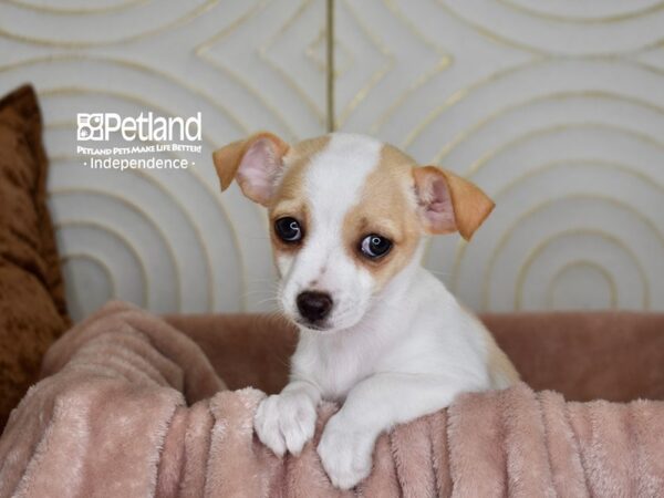 [#5965] Fawn & White Female Chihuahua Puppies For Sale