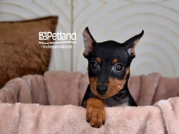 [#5969] Black & Rust Male Miniature Pinscher Puppies For Sale