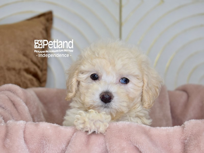 Bichon Poo - 5971 Image #1
