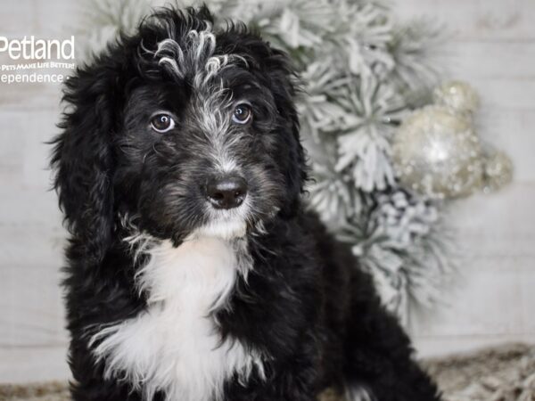 [#5984] Black & White Female Bernadoodle Puppies For Sale