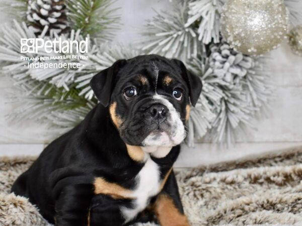 [#5992] Black, Tan, & White Female English Bulldog Puppies For Sale