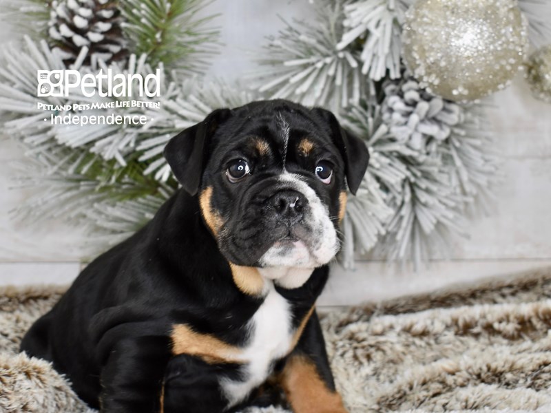 English Bulldog - 5992 Image #1