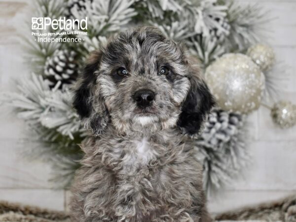 [#5990] Blue Merle Male Miniature Goldendoodle 2nd Gen Puppies For Sale