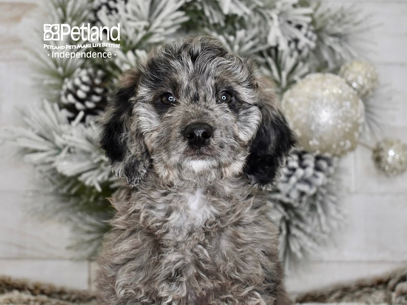 Miniature Goldendoodle 2nd Gen - 5990 Image #1