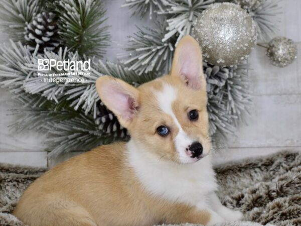 [#5989] Red White Markings Male Pembroke Welsh Corgi Puppies For Sale