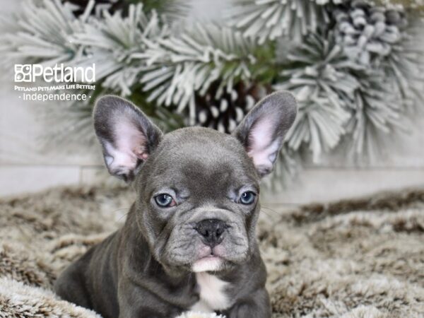 [#5986] Blue Female French Bulldog Puppies For Sale